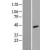 Western Blot: actin, gamma 2 Lysate [NBL1-07274] - Western Blot experiments. 
Left-Control; Right -Over-expression Lysate for ACTG2